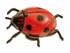 029 coccinella 01